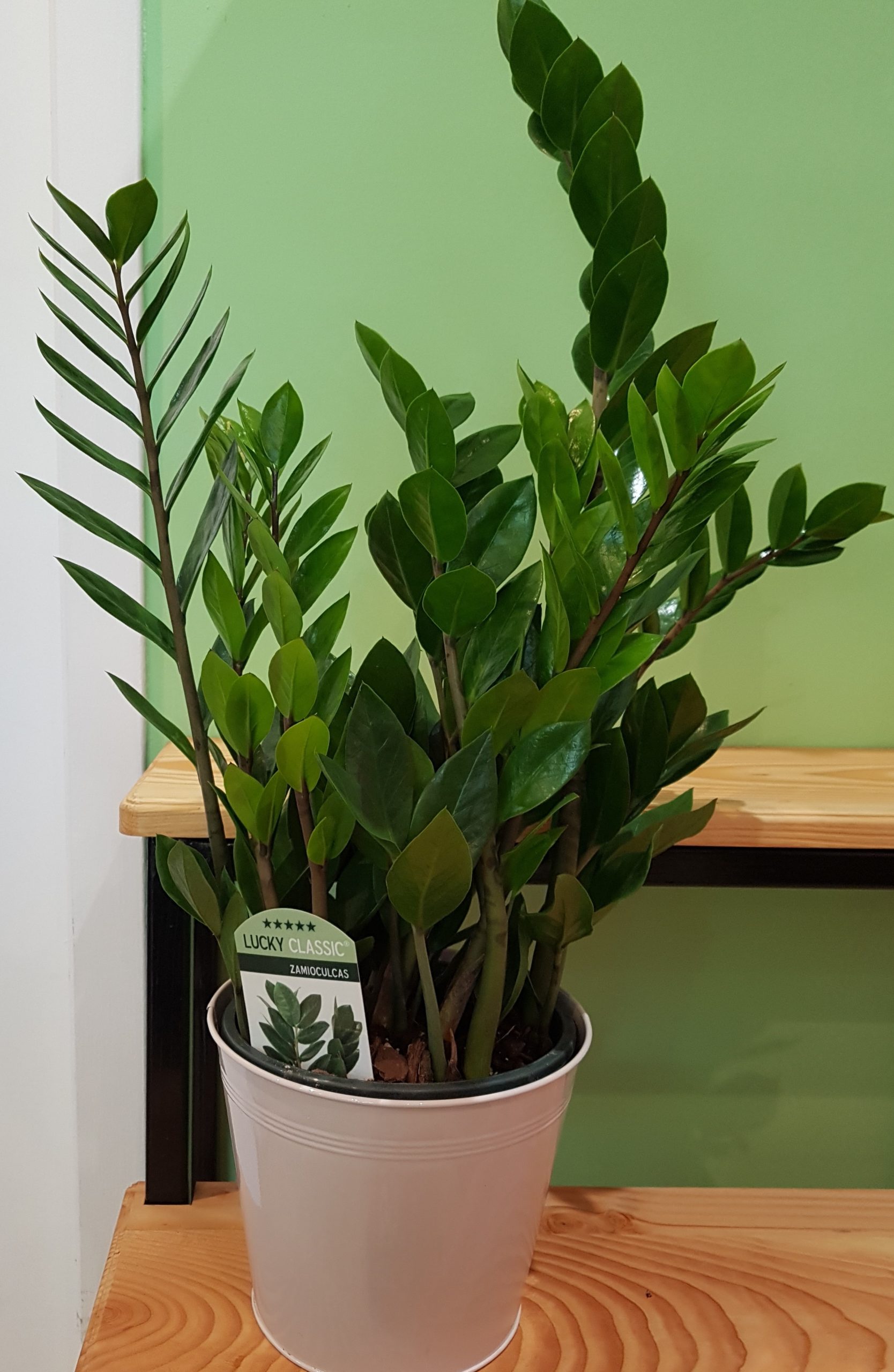 Zamioculcas Chat Pot De Fleurs Artisan Fleuriste A Taulignan