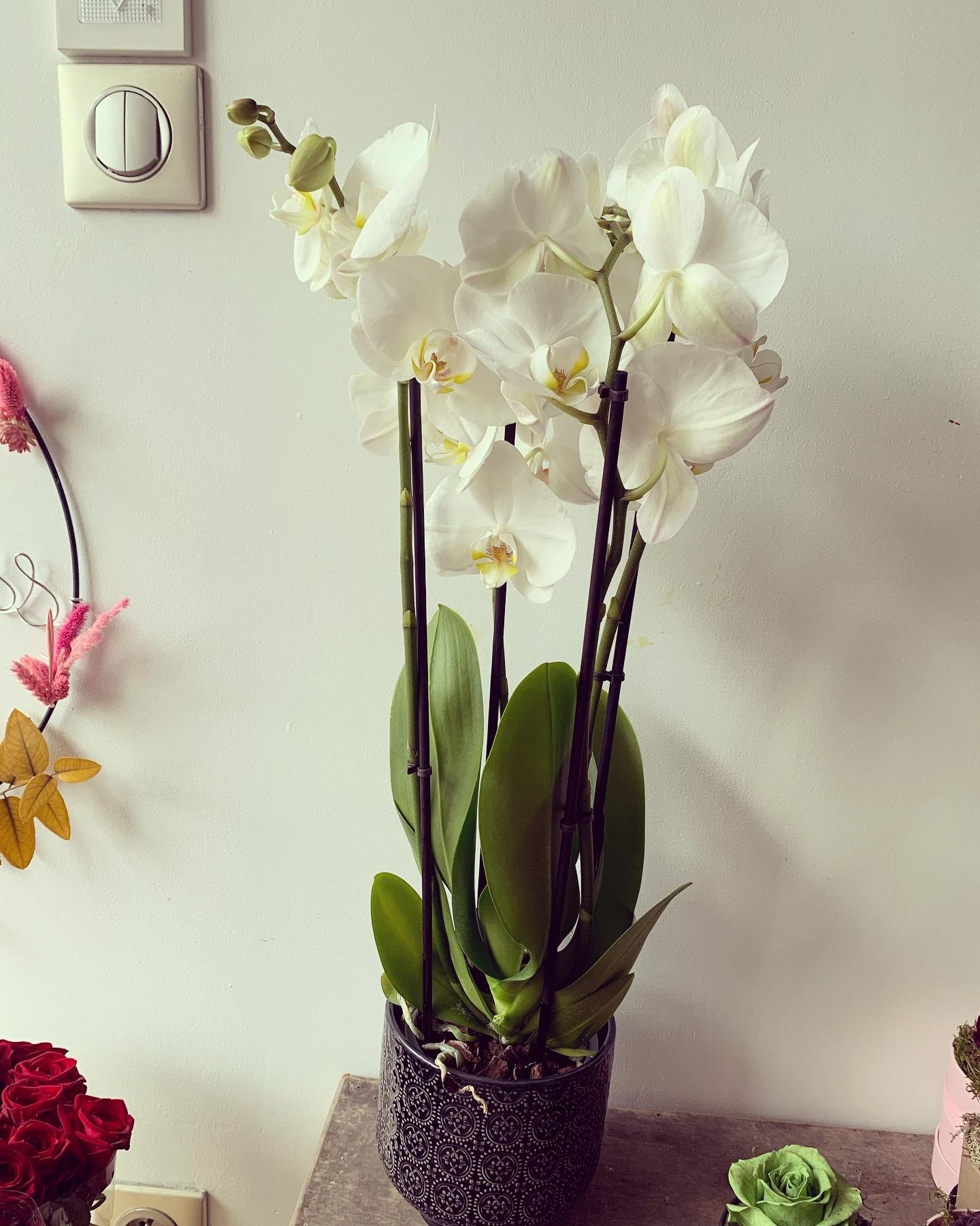 Orchidee L Lily Bloom Artisan Fleuriste A Enghien Les Bains