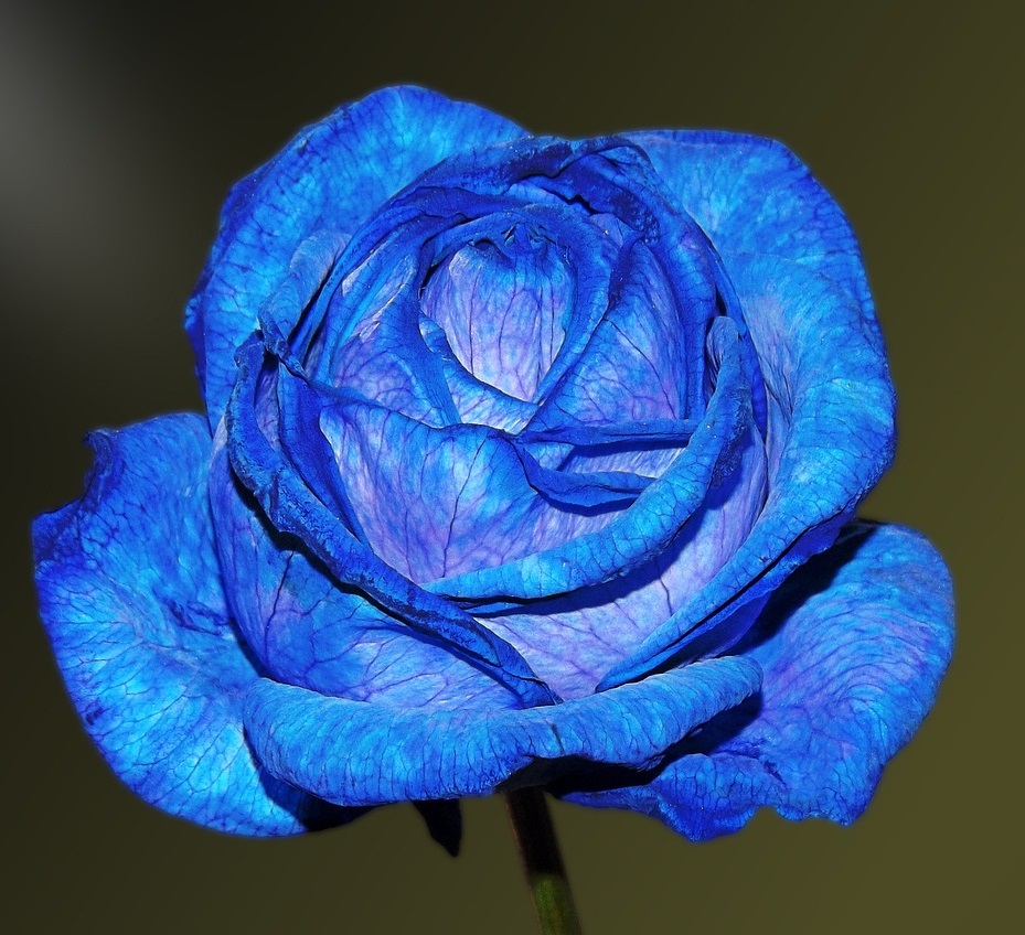 La rose bleue : symbolique et signification | Sessile